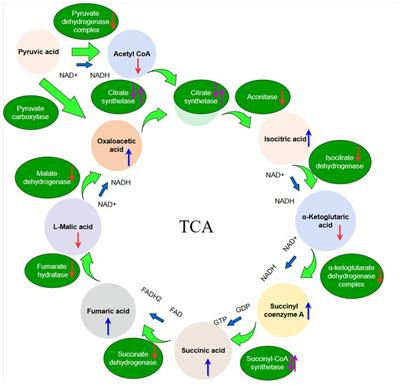 Potato glycoside alkaloids exhibit antifungal activity by regulating the tricarboxylic acid cycle pathway of Fusarium solani